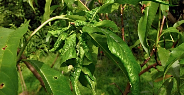 M&scaron;ice hn&iacute;zdotvorn&aacute; na broskvoni