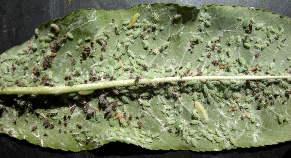 M&scaron;ice sl&iacute;vov&aacute; na broskvoni