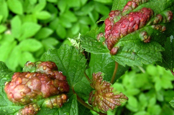 M&scaron;ice ryb&iacute;zov&aacute; na červen&eacute;m ryb&iacute;zu