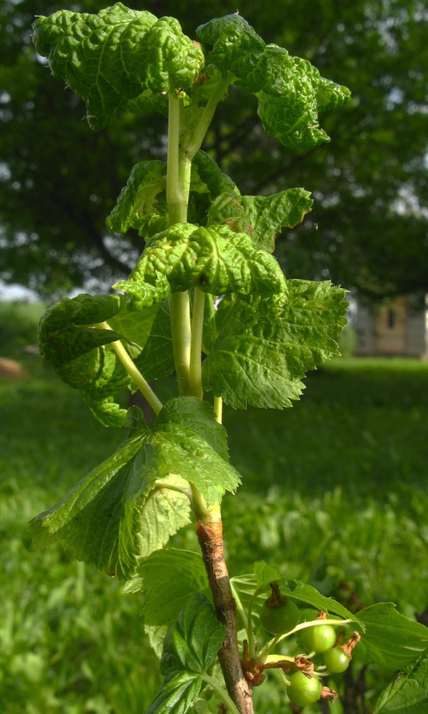 M&scaron;ice ryb&iacute;zov&aacute; na čern&eacute;m ryb&iacute;zu