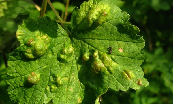 M&scaron;ice ryb&iacute;zov&aacute; na b&iacute;l&eacute;m ryb&iacute;zu