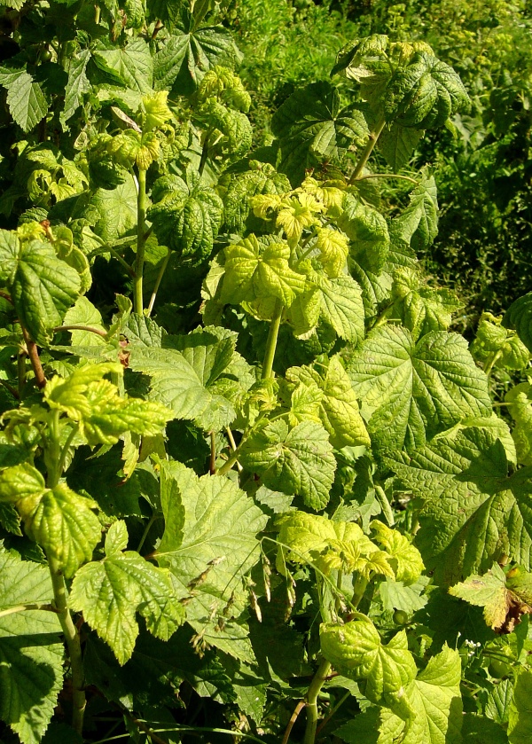 M&scaron;ice srstkov&aacute; na ryb&iacute;zu