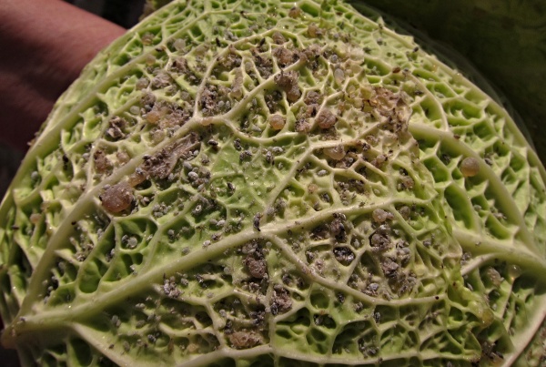 M&scaron;ice zeln&aacute; na kapustě