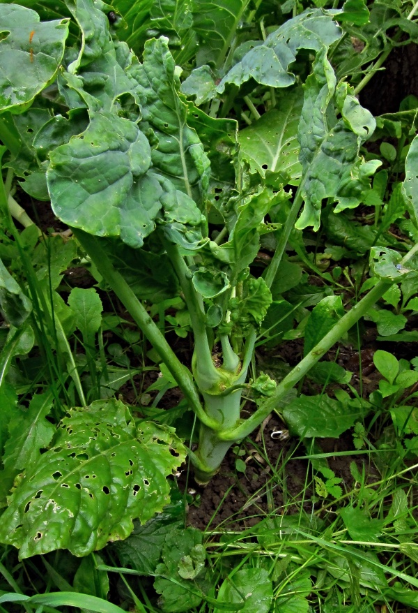 Po&scaron;kozen&iacute; vegetačn&iacute;ho vrcholu kedlubny 