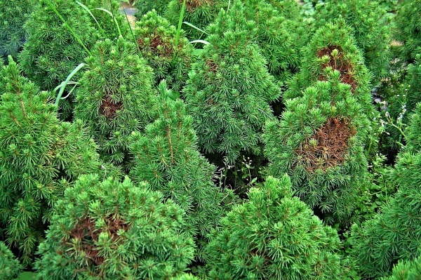 Picea glauca var. conica po&scaron;kozen&aacute; svilu&scaron;kami