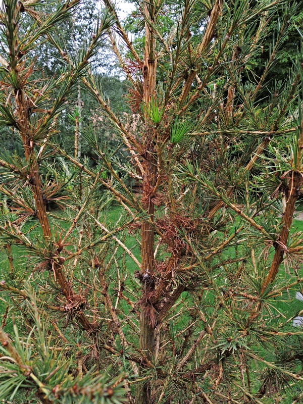 Modř&iacute;n po&scaron;kozen&yacute; svilu&scaron;kami