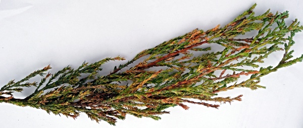 Jalovec napaden&yacute; &scaron;t&iacute;tenkami