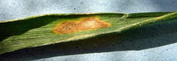 Braničnatka pšeničná