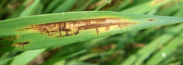 Síťovitá skvrnitost ječmene