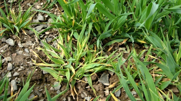 Virová zakrslost ječmene