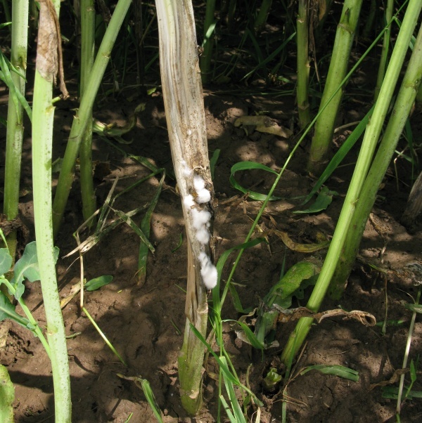 Bílá hniloba na řepce