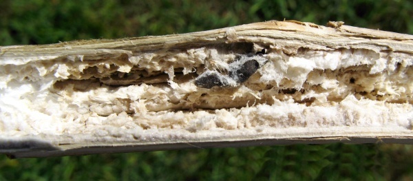 Sklerocia hlízenky ve stonku řepky