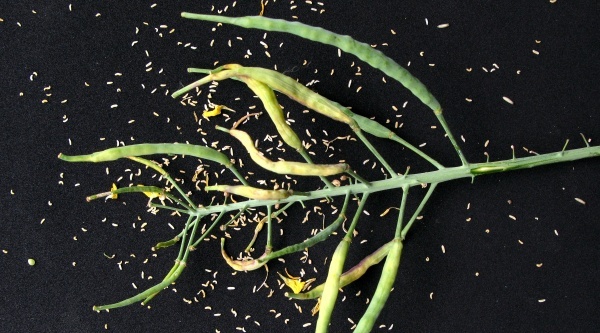 Larvy bejlomorky kapustové