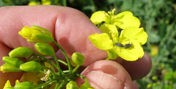 Krytonosec šešulový