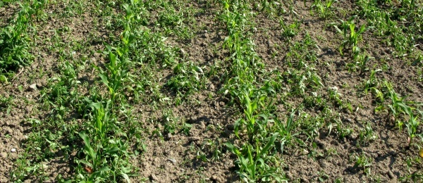 Plevele v kukuřici je třeba včas regulovat