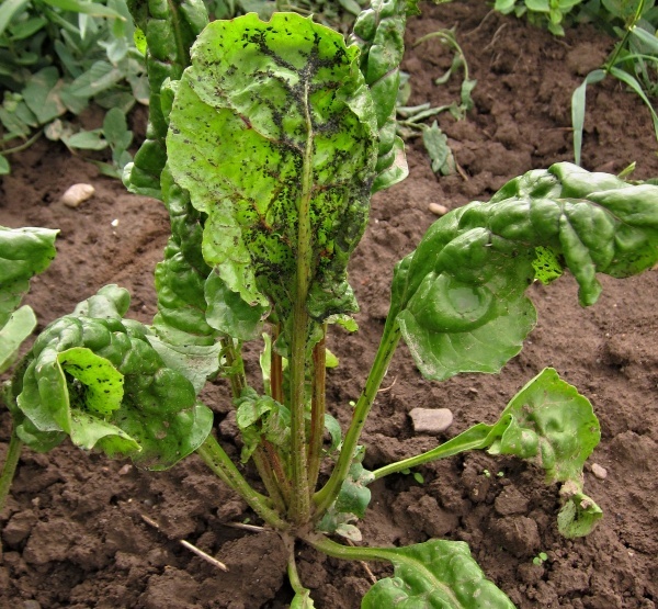 Mšice maková na cukrovce