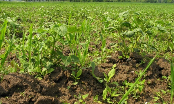 Brambory je vhodnější ošetřit proti plevelům před vzejitím