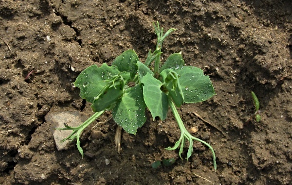 Hrách poškozený listopasem