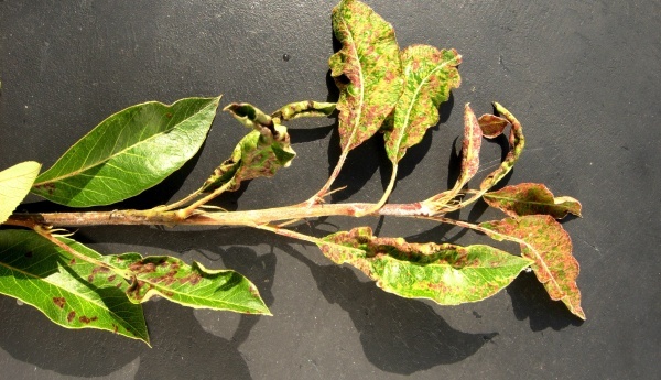 Poškození listů způsobené vlnovníkem hrušňovým