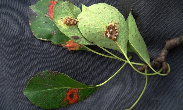 Rzivost hrušně - příznaky na listech