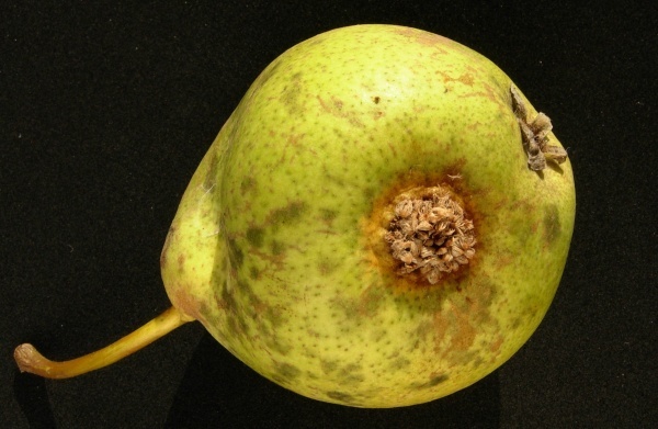 Rzivost hrušně - příznaky na plodech