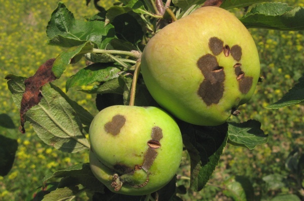 Strupovitost jabloně