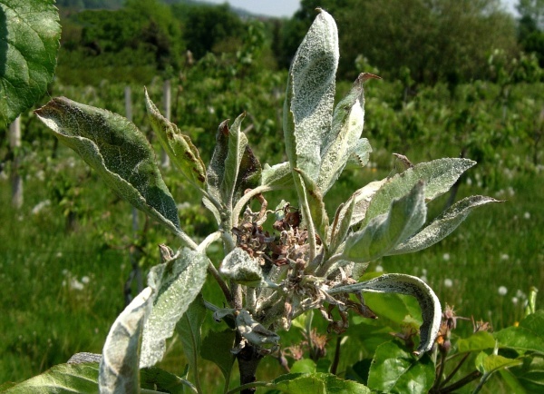 Moučnatý povlak padlí na jabloni