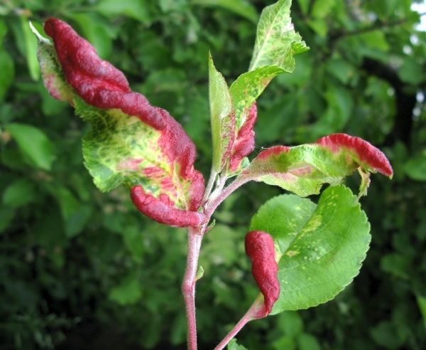 Listy poškozené mšicí jitrocelovou