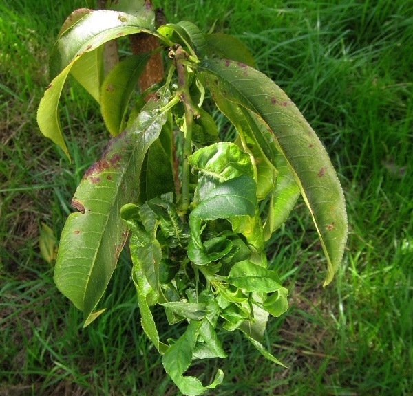 Poškození listů mšicí hnízdotvornou na broskvoni