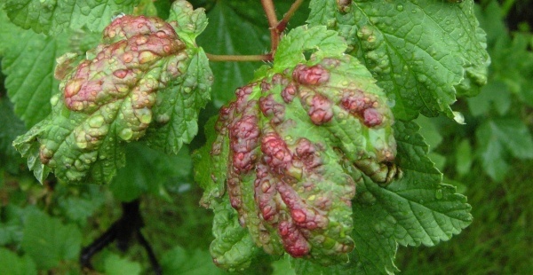 Poškození listů mšicí rybízovou na červeném rybízu