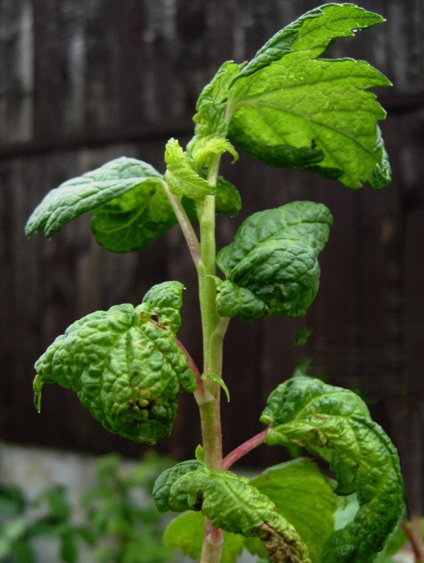 Poškození listů mšicí rybízovou na černém rybízu