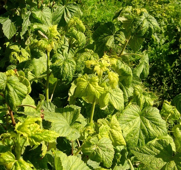 Poškození listů rybízu mšicí srstkovou