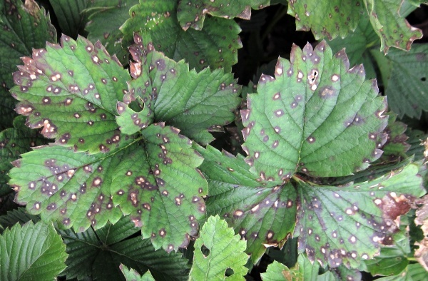 Bílá skvrnitost jahodníku