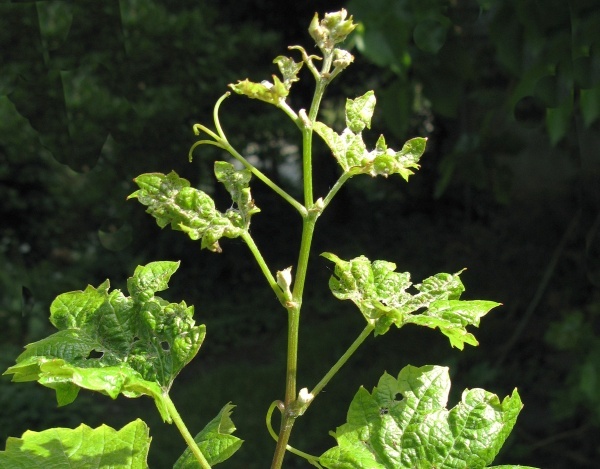 Poškození révy vlnovníkem révovým