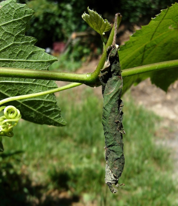 Vajíčka zobonosky révové jsou vykladena do svinutého listu révy