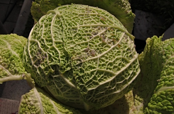 Mšice zelná na kapustě