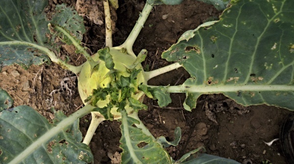 Poškození kedlubny dřepčíky