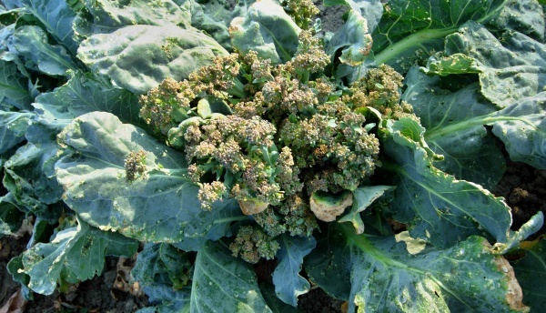 Brokolice poškozená dřepčíky