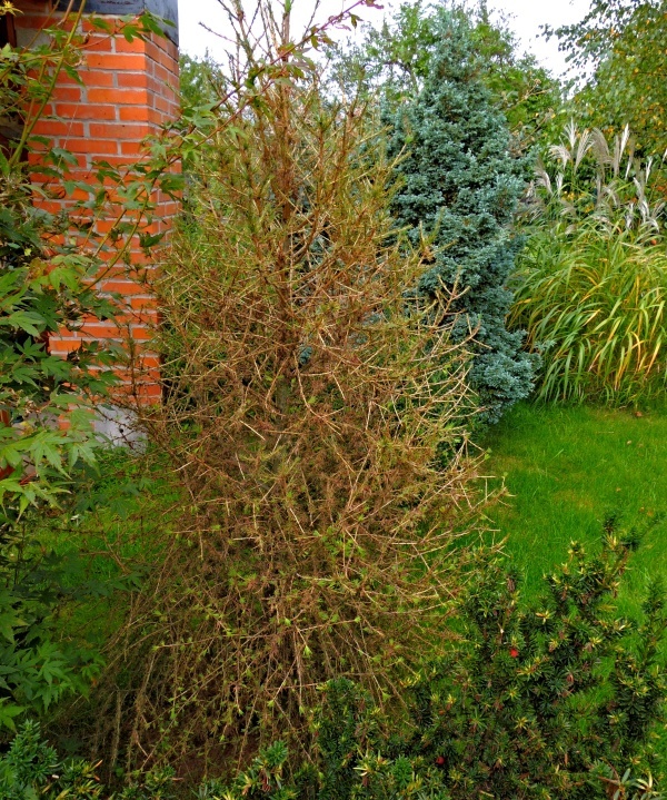 Modřín poškozený sviluškami