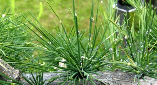 Mšice korovnice smrková