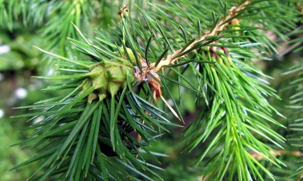 Hálky způsobené korovnicemi