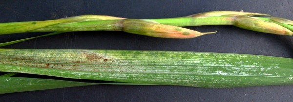 Poškození listů sáním třísněnky mečíkové