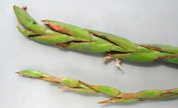 Napadená poupata třásněnkou mečíkovou se neotvírají