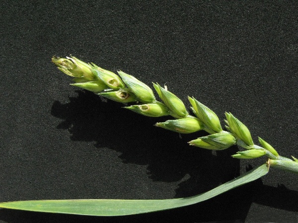 Klas poškozený obalečem obilním