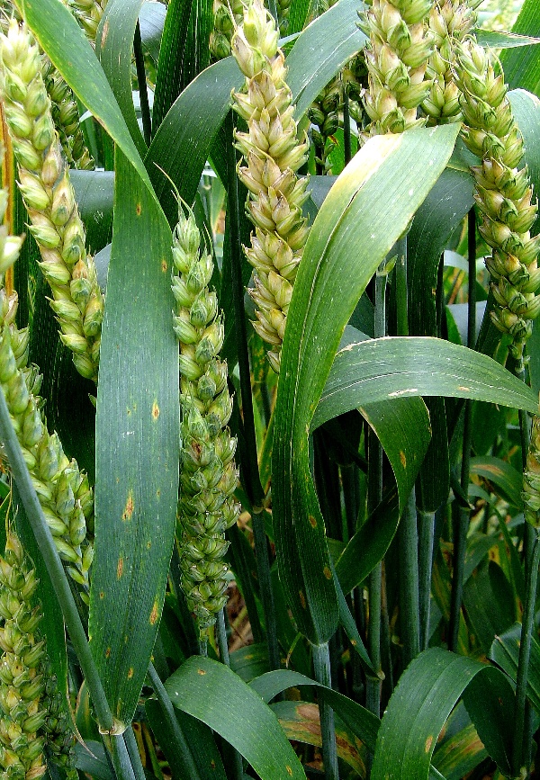 Helmintosporiová skvrnitost pšenice (DTR)