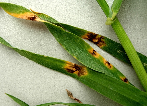 Hnědá skvrnitost ječmene
