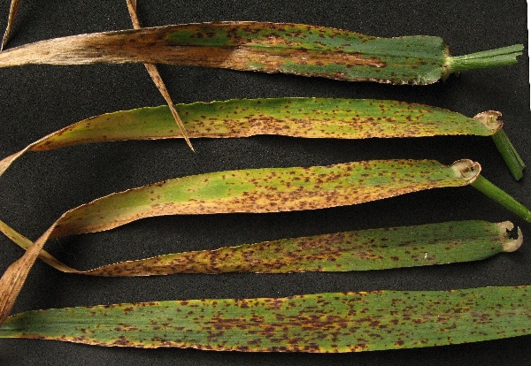 Endofytická tmavohnědá skvrnitost ječmene