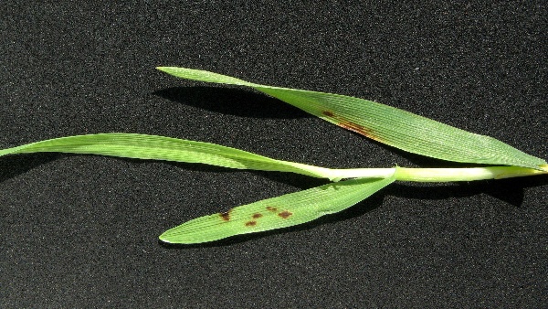 Nespecifická skvrnitost listů