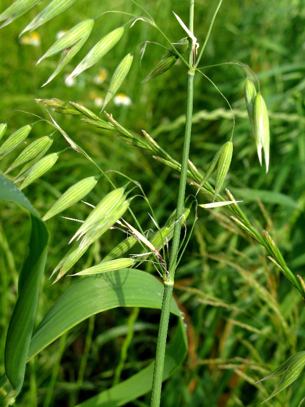 Oves poškozený třásněnkami