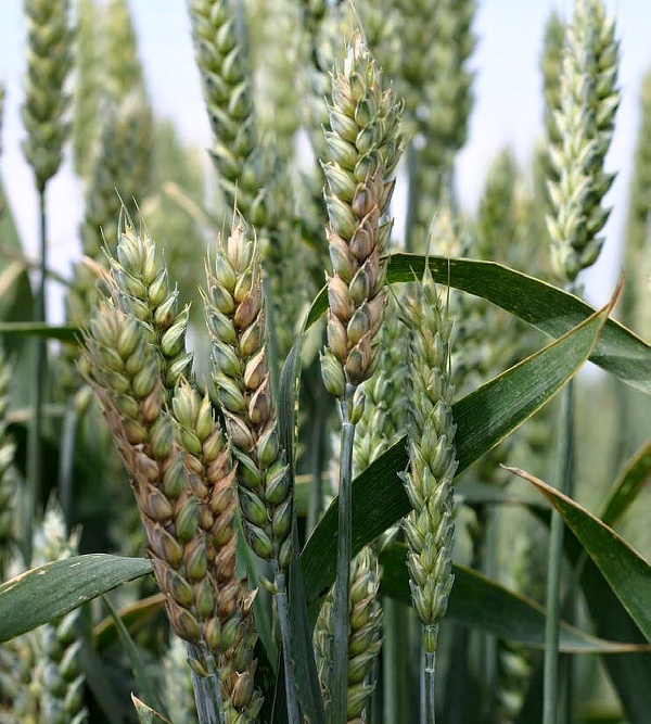 Fusarium nivale v klasech